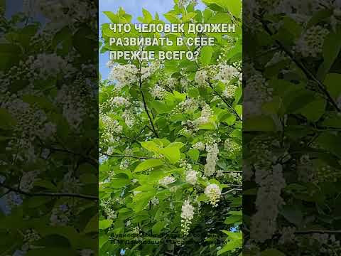 Что человек должен развивать в себе прежде всего? (12)