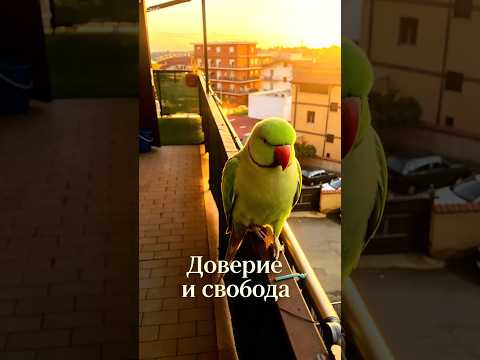 Никак не выпроводить этого попугая.