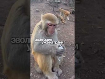 Эволюция животных под контролем пришельцев?