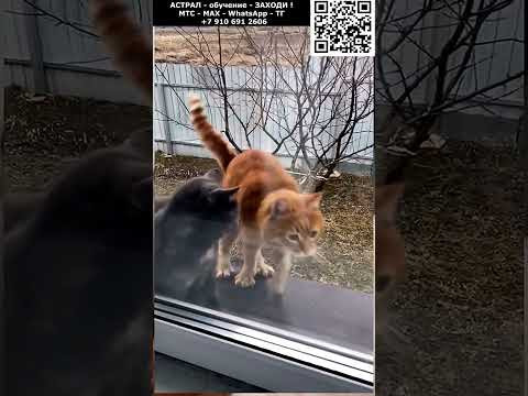 Забавные котята.  Астральные котики #котик #нежность #юмор #прикол #шутка #позитив #настроение