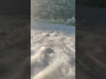 Лотос-Размышления у воды.