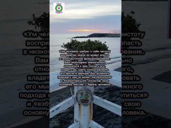 Об уме и интеллекте
