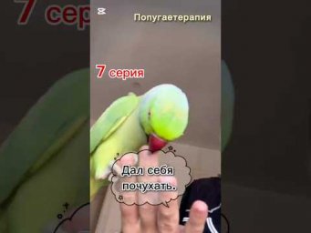 Серия 7. Дал себя почухать.