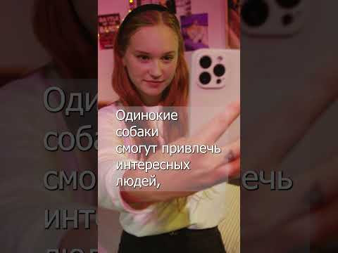 СОБАКА