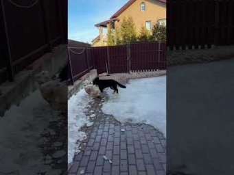 Плюша воспитывает щенка