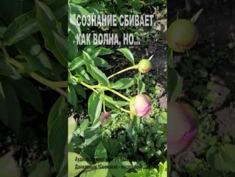 Сознание сбивает как волна, но... (86)