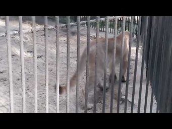 Все бабочки ваши!!