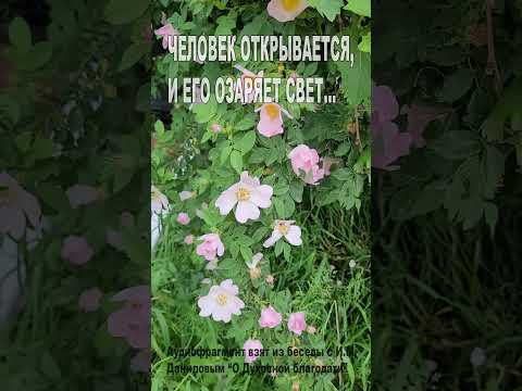 Человек открывается, и его озаряет светом! (129) Человек открывается, и его озаряет светом! (129)