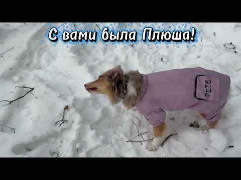 С вами была Плюша и лес!