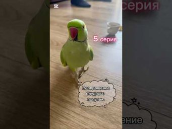 Возвращение блудного попугая.