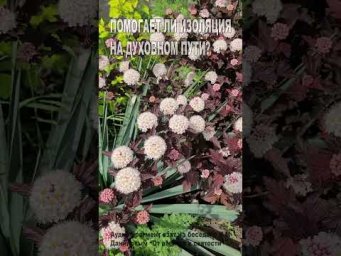 Помогает ли изоляция на духовном пути? (47)