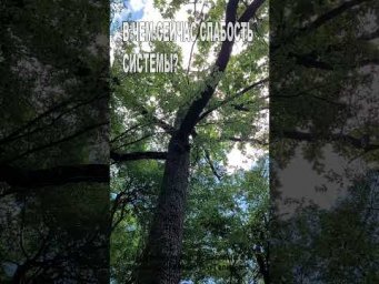 В чем сейчас слабость Системы? (154)