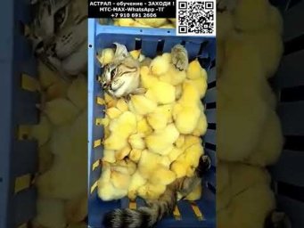 Релакс для котиков. Кот и цыплята. Позитив. Юмор. Нейросеть. ИИ #настроение #юмор #смешное #анекдот