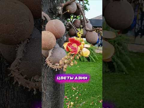 Цветы Азии #цветы