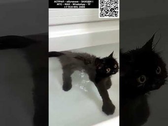 Прикольные коты. Астральные котики #котик #нежность #юмор #прикол #шутка #позитив #настроение