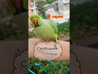 8 серия &laquo;Свободная птица&raquo;.
