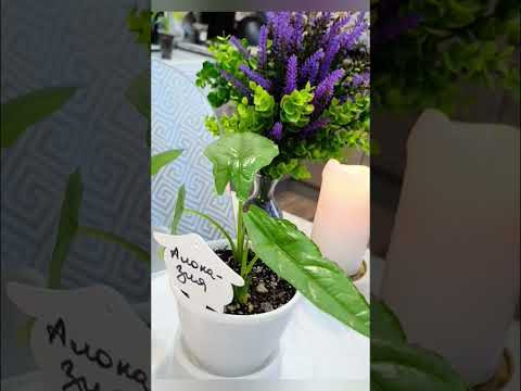 Alocasia Jacklyn, Loco, Bambino Arrow, Gageana Aurea, Heterophylla Dragon’s Breath Alocasia Jacklyn, Loco, Bambino Arrow, Gageana Aurea, Heterophylla Dragon’s Breath