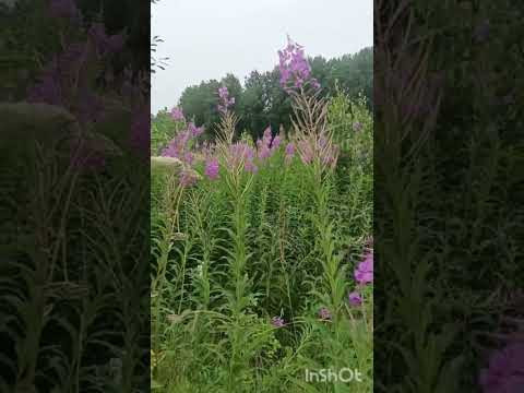 Лапа-Вред(Побочки)от механистического выполнения крии. Лапа-Вред(Побочки)от механистического выполнения крии.