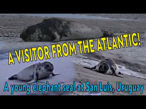 A VISITOR FROM THE ATLANTIC! A young elephant seal at San Luis Beach, Uruguay.  Mila naturist travel