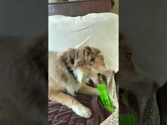 Плюшечка купила себе игрушечку