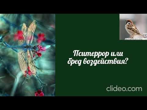 Воробушек-Пситеррор или бред воздействия?