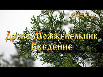 Боги Древа Можжевельник - Введение. [Ведзнич]