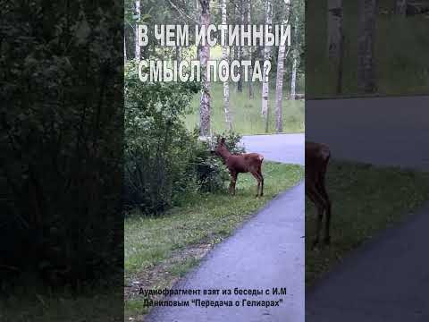 В чем истинный смысл поста? (135) В чем истинный смысл поста? (135)