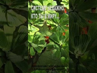 Системе не важно, кто ты в миру... (173)