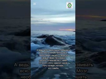 Мозг и сердце .