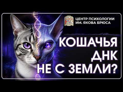 Кошачья ДНК: что скрывает происхождение домашних кошек?