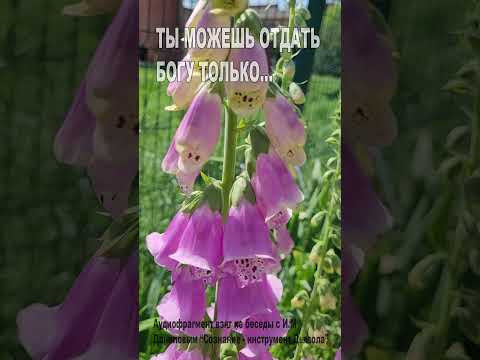 Ты можешь отдать Богу только... (71)