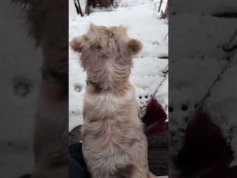 Плюшкин кошмар! Где пописать бедной собачке?!