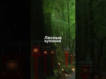 Синрин-йоку : практика гулять в лесу 