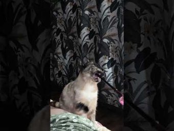 Кошка и волшебная палочка