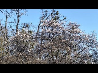Ластивка-Весенняя магия Киева.