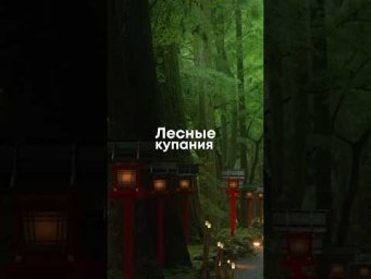 Синрин-йоку: практика гулять в лесу 