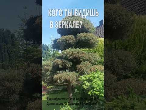 А кого ты видишь в зеркале? (106)