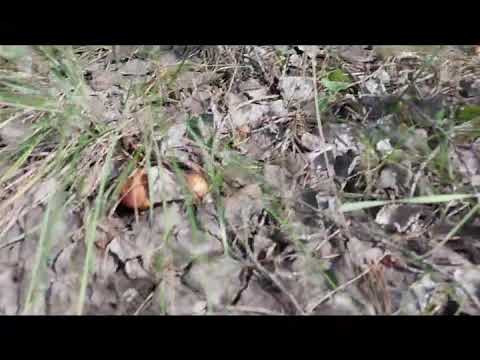 Ответы на вопросы: выпуск 185