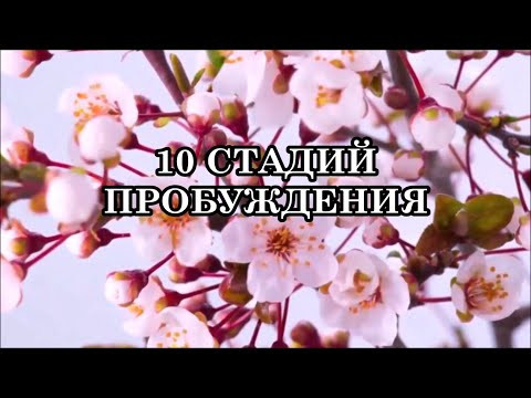 10 СТАДИЙ ПРОБУЖДЕНИЯ, ЧЕРЕЗ КОТОРЫЕ ПРОХОДИТ КАЖДЫЙ. БОЛЬ, СВЕТ И СЛИЯНИЕ С ИСТОЧНИКОМ. 10 СТАДИЙ ПРОБУЖДЕНИЯ, ЧЕРЕЗ КОТОРЫЕ ПРОХОДИТ КАЖДЫЙ. БОЛЬ, СВЕТ И СЛИЯНИЕ С ИСТОЧНИКОМ.
