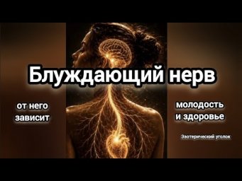 Блуждающий нерв (вагус).