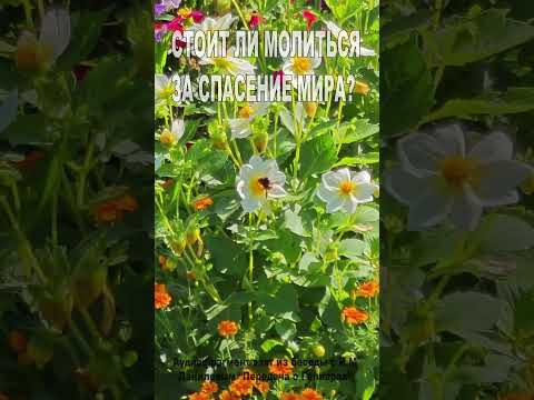 Стоит ли молиться за спасение мира? (140)