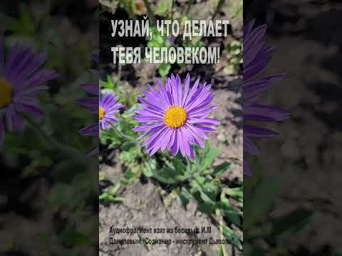 Узнай, что делает тебя Человеком! (76)