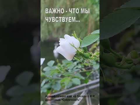 Важно - что мы чувствуем... (67) Важно - что мы чувствуем... (67)