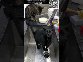 Когда хочется пить. Астральные котики #котик #нежность #юмор #прикол #шутка #позитив #настроение