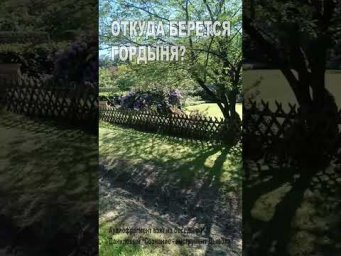 Откуда берется гордыня? (94)