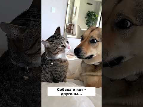 Собака и кот. Драчуны. Астральные котики #котик #нежность #юмор #прикол #шутка #позитив #настроение Собака и кот. Драчуны. Астральные котики #котик #нежность #юмор #прикол #шутка #позитив #настроение