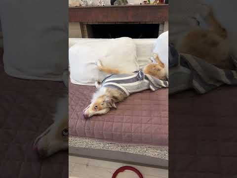 Плюшка-хрюшка и шалунюшка #собака #аусси #миниаусси