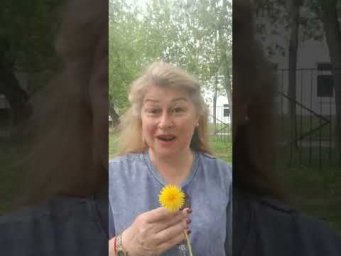 Олуванчики польза или вред