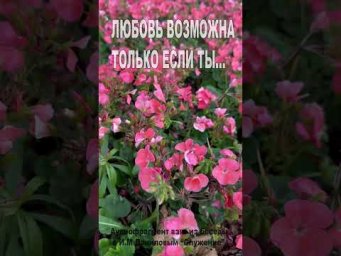 Любовь возможна только если ты... (181)