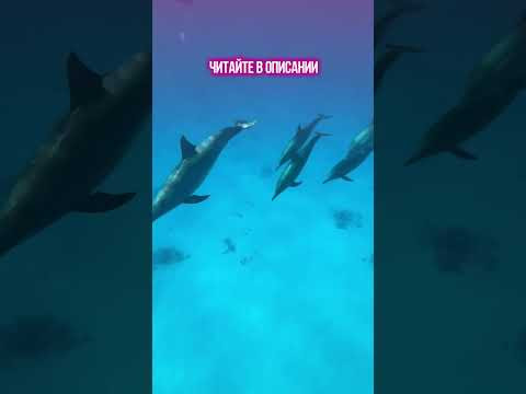 Частота дельфинов является целебной для человека! Хотите, докажу? Частота дельфинов является целебной для человека! Хотите, докажу?